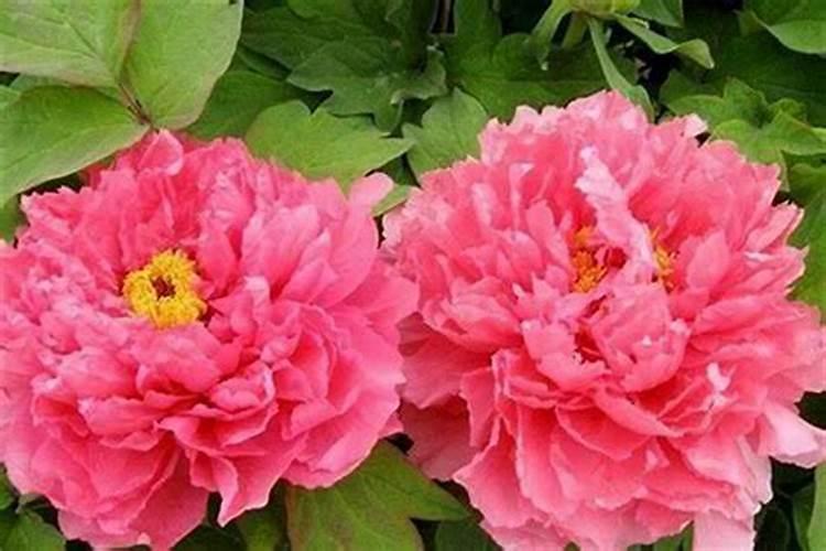 什么能提高事业运？