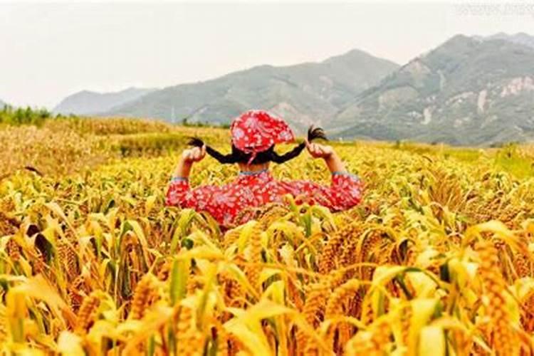 梦见割谷子是什么预兆女人？