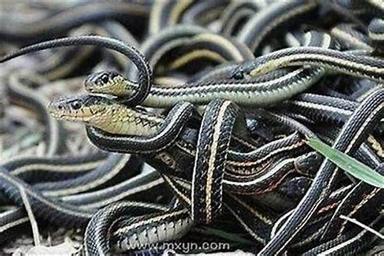 老年女人梦见好多蛇缠身？