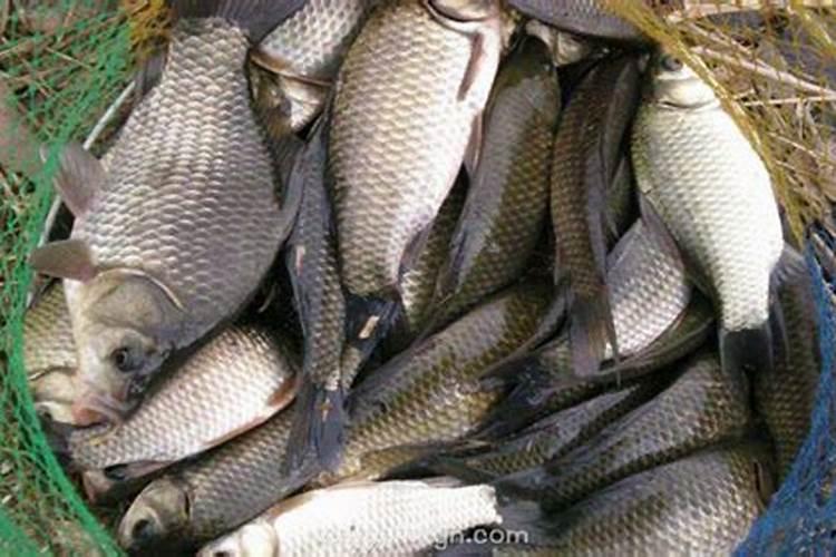 梦见别人钓鱼钓到好多鱼请吃饭？