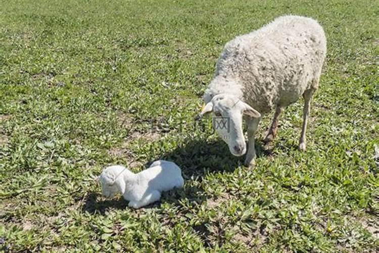 三月十五出生的羊