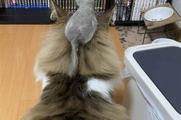 猫咪丢掉会影响运势吗？