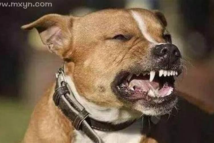 梦见狗咬自己的腿是什么预兆？