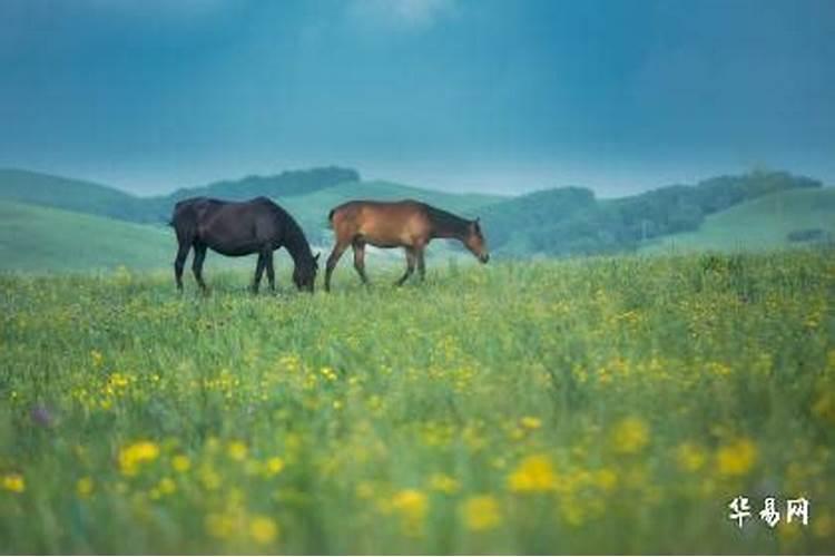 66马2026年运程华易