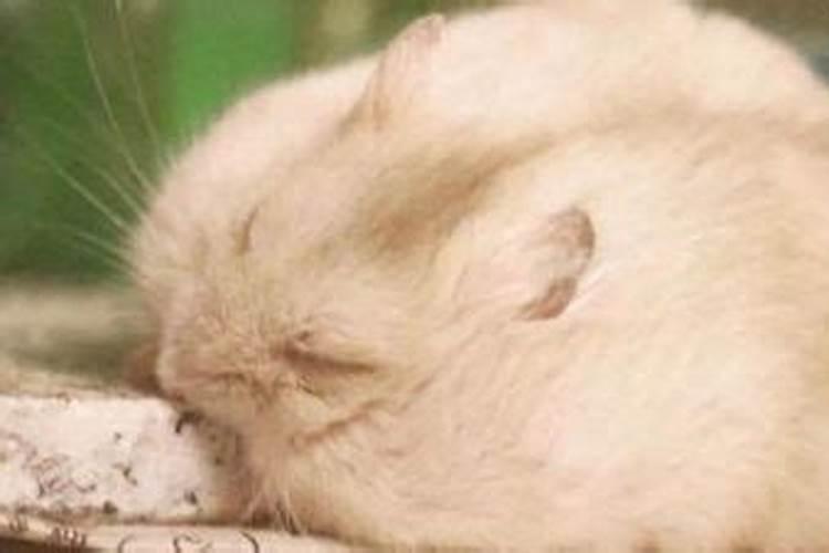 72鼠年2026年运程