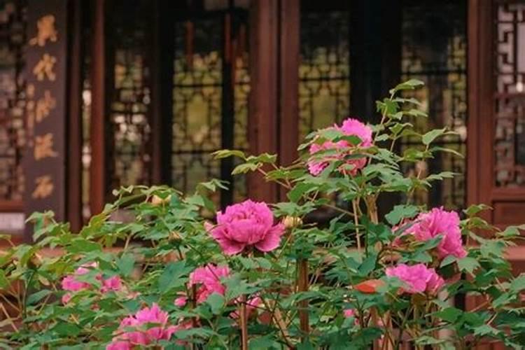 清明节去哪里赏花？