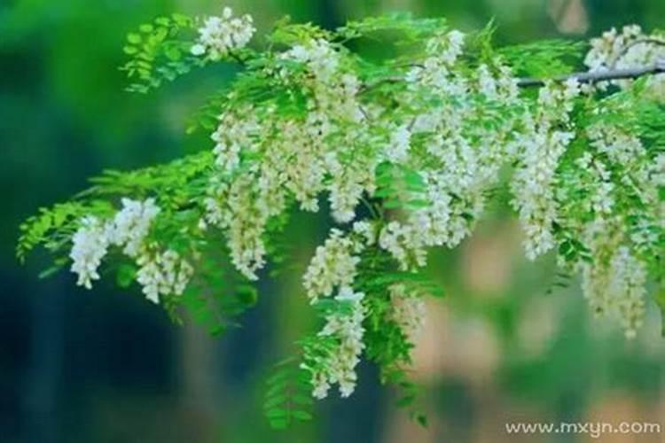 梦见摘槐花是什么意思？