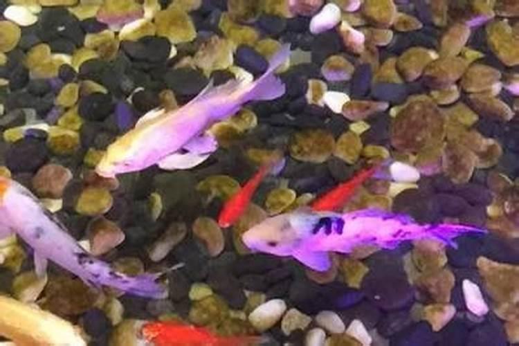 夏至出生的孩子好不好？