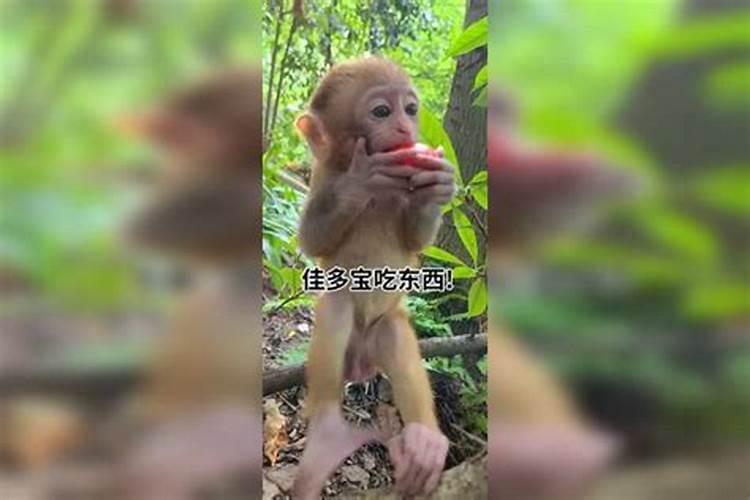 冬至出生的猴宝宝