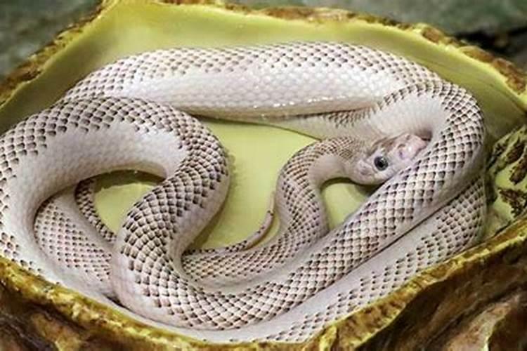 梦到好多蛇有什么预兆？