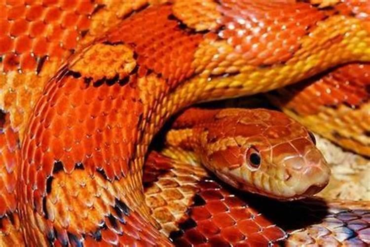 梦见被一条红色的蛇追着咬