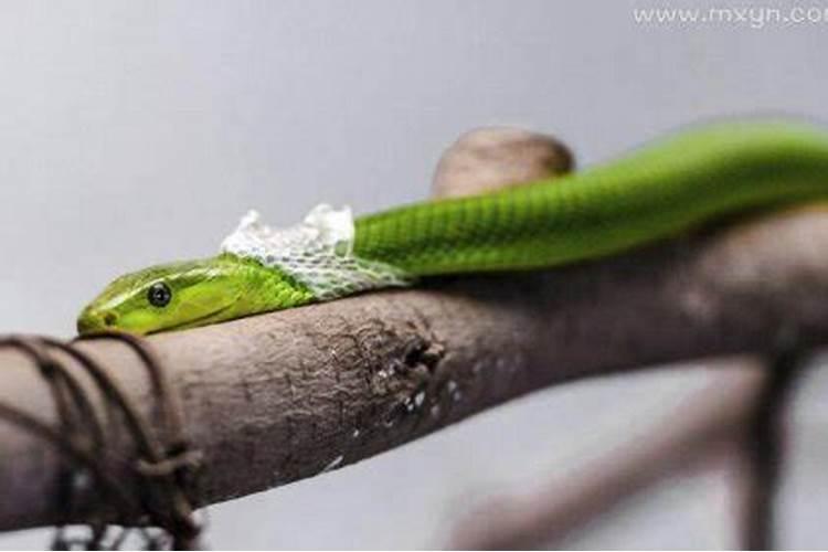 梦见蟒蛇蜕皮是什么预兆周公解梦？