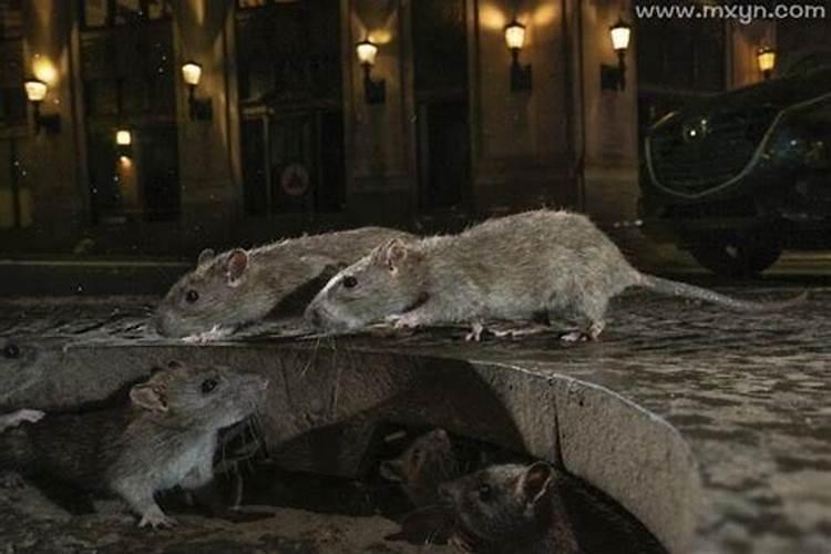 梦见很多老鼠在床上跑来跑去？