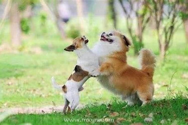 梦见狗追着咬我没咬到是什么预兆？