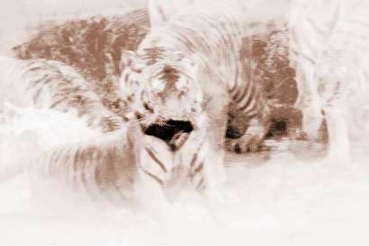 梦到老虎的征兆周公解梦