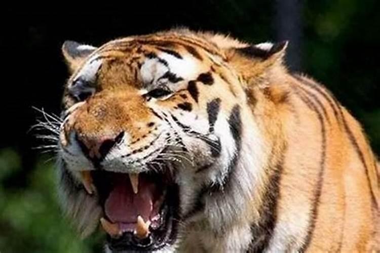 梦见老虎要攻击我是什么意思？