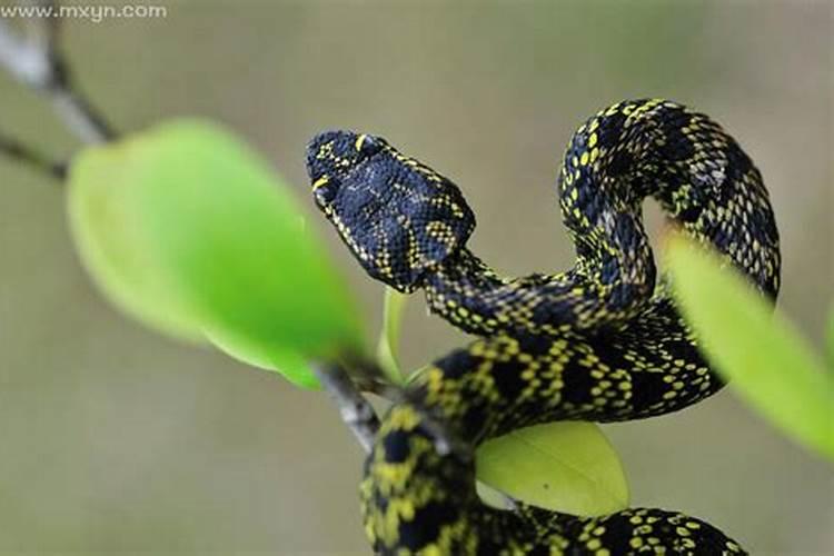 梦见手被小蛇咬住了不放