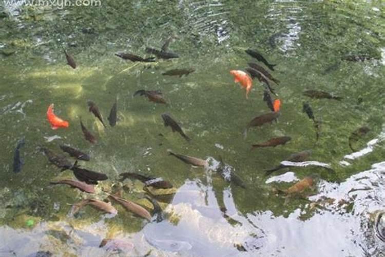 梦见大海里有很多鱼在游？