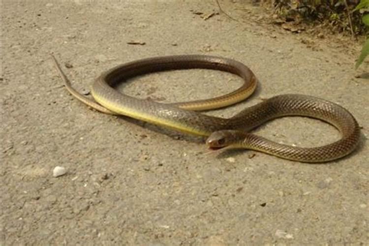 女人梦见蛇追自己是什么意思？