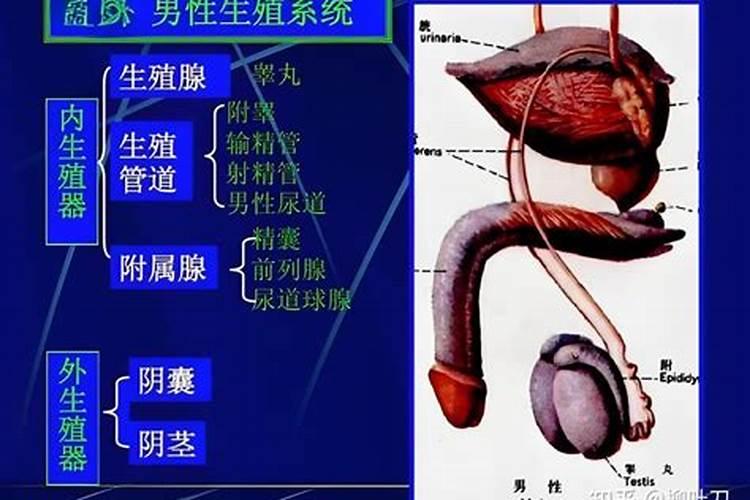 梦见男人生殖部位有血块