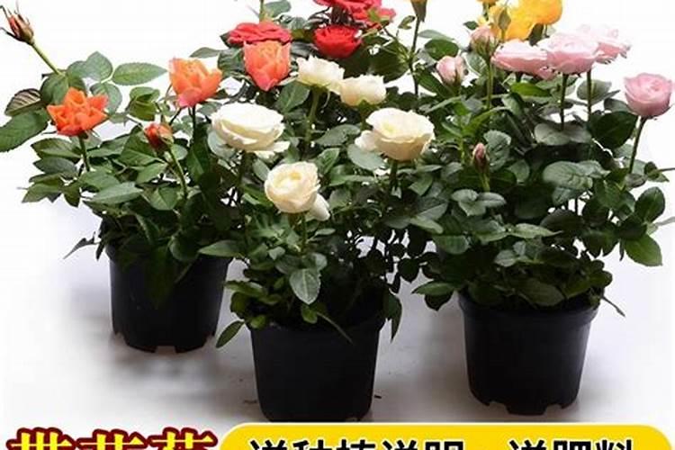 怀孕了梦见种玫瑰花苗