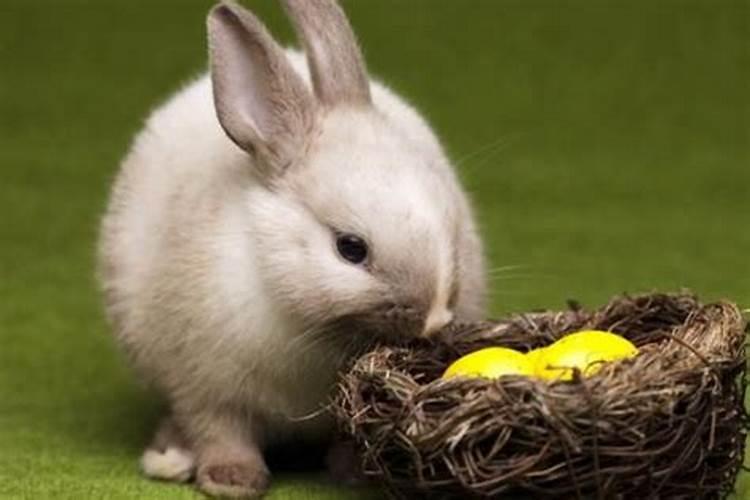 属兔农历3月运程如何？