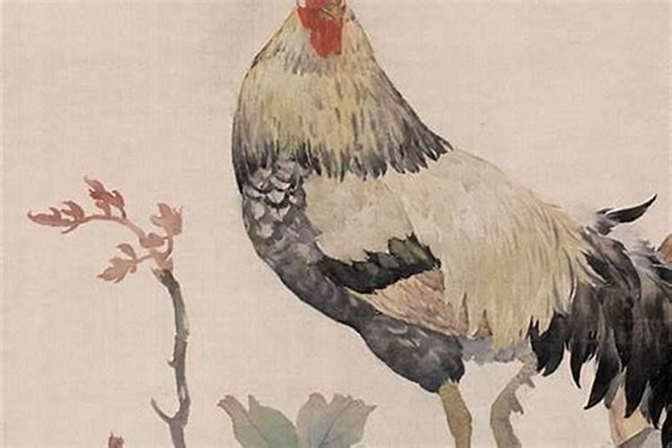 八月鸡命运如何今年运势？