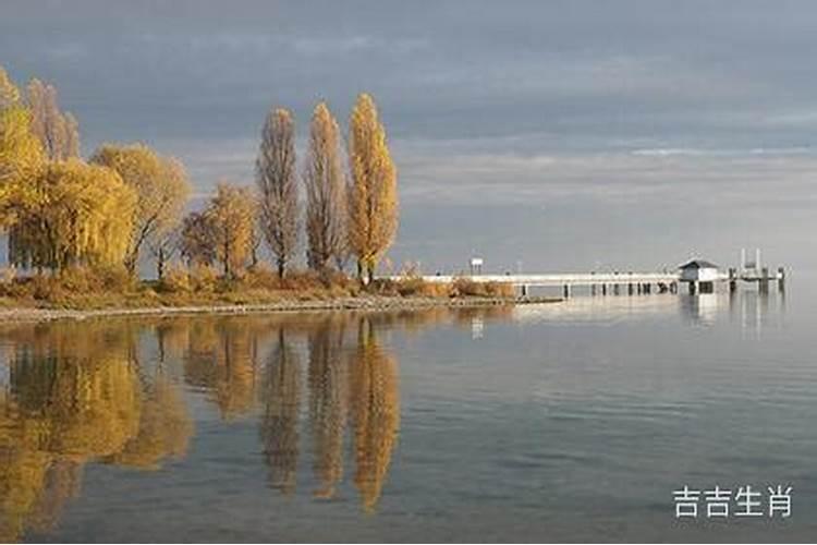 1981年在2026年的运势