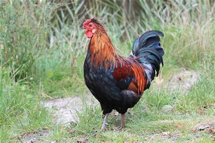 2026年9月3日属鸡的运程怎样？