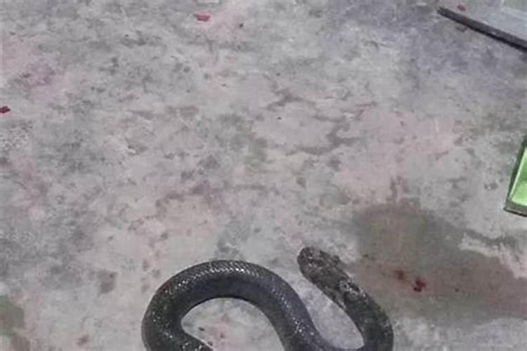 家中有蛇有什么预兆？