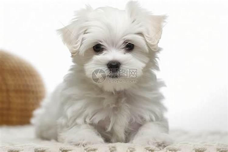 梦见别人送了一只白色的小狗