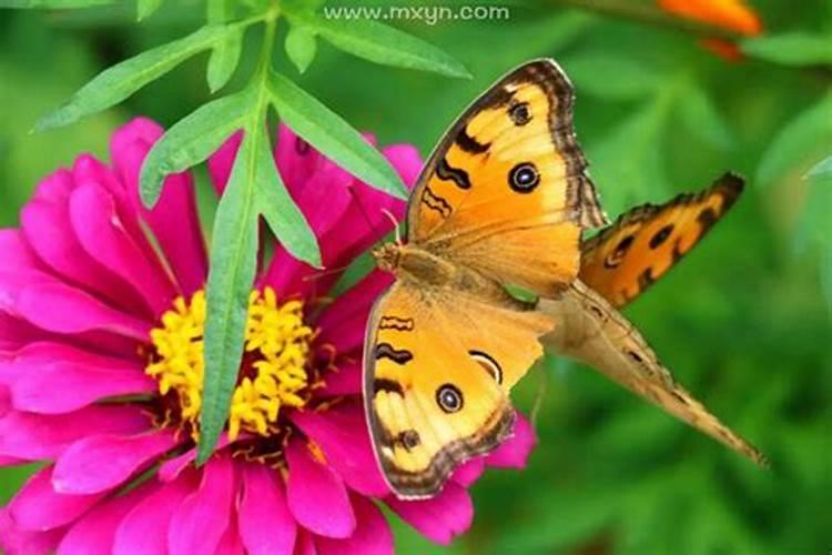 梦见漂亮的蝴蝶被吃