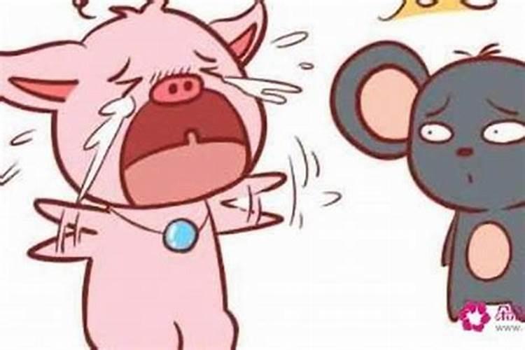 鼠和猪可以合婚吗？