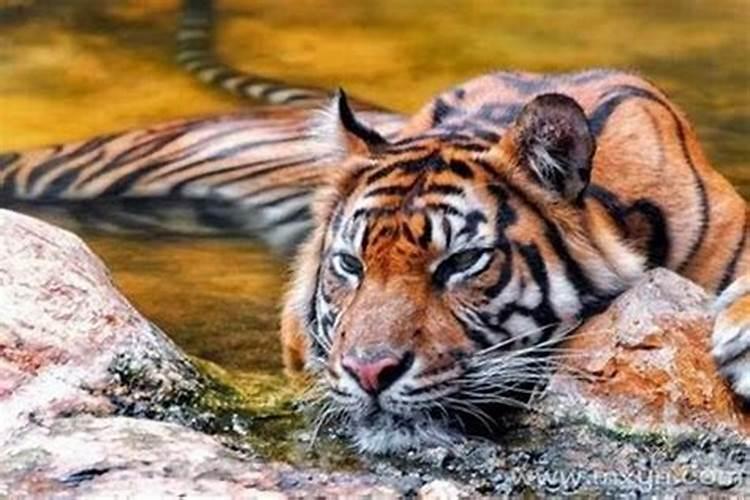 梦见一群老虎是什么预兆？