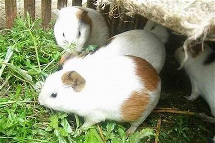 算命鼠兔和鼠虎的婚姻好吗？