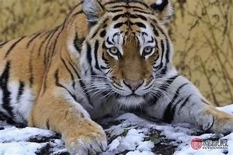 冬至前后出生的虎好吗？