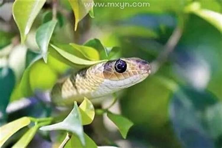 梦见蛇是什么预兆咬自己？