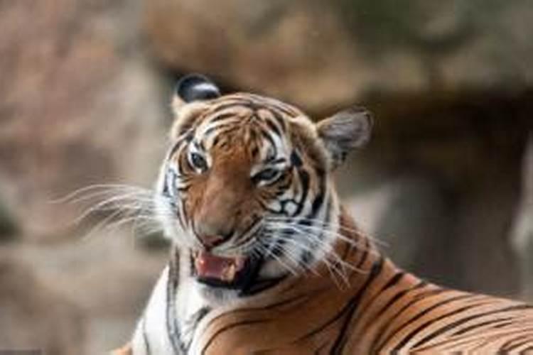 男命属虎人2026年运程