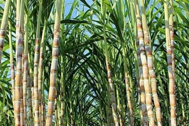 本命年的女人梦见甘蔗