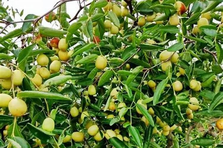 梦见很多枣树结了很多枣？