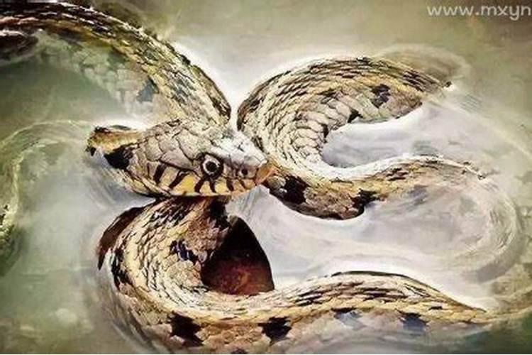 梦见杀蛇是什么意思啊？