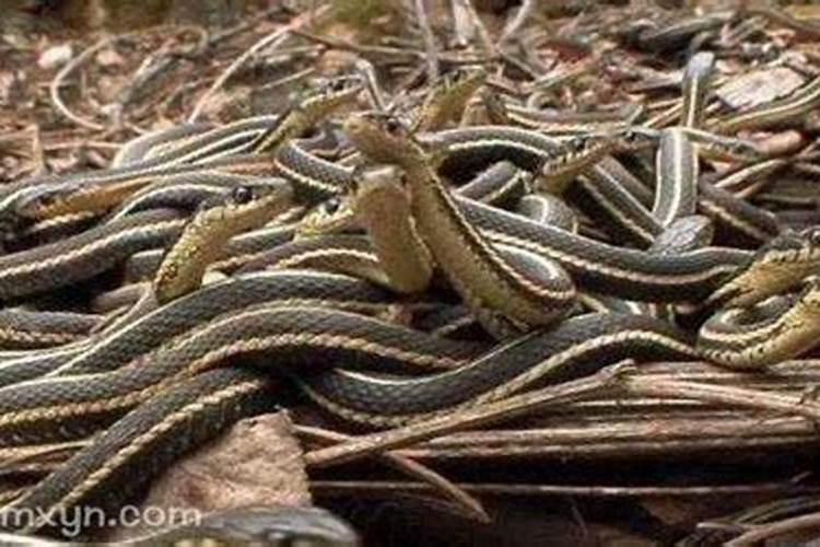 孕妇梦见好多蛇是什么意思？