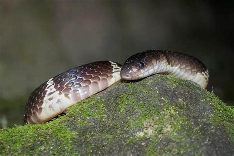 梦见蛇被自己砍成好几段？