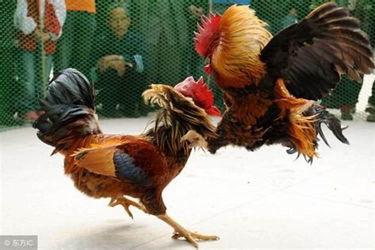 做梦梦到公鸡是什么意思？