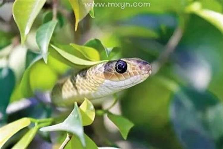 梦见蛇咬着我的手不放什么意思？