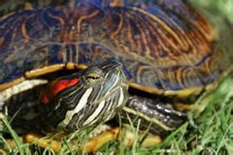 梦见别人咬自己的乌龟