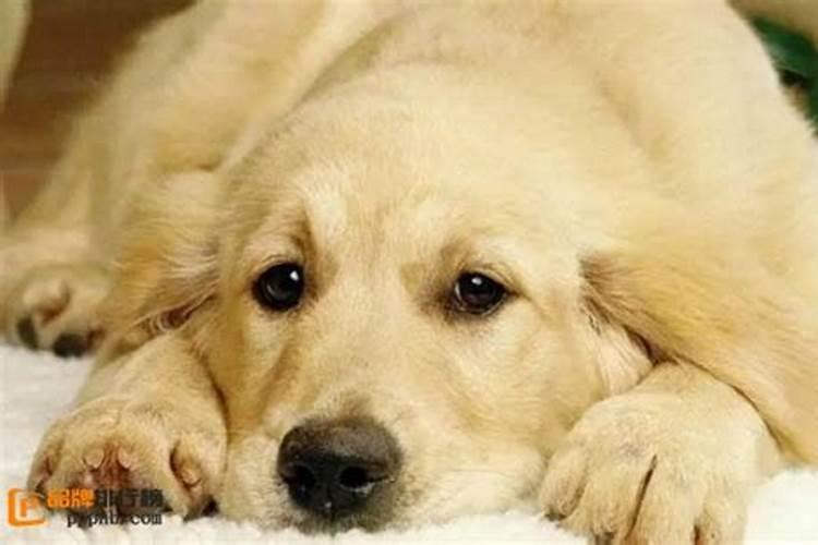 梦见狗是什么预兆男人？