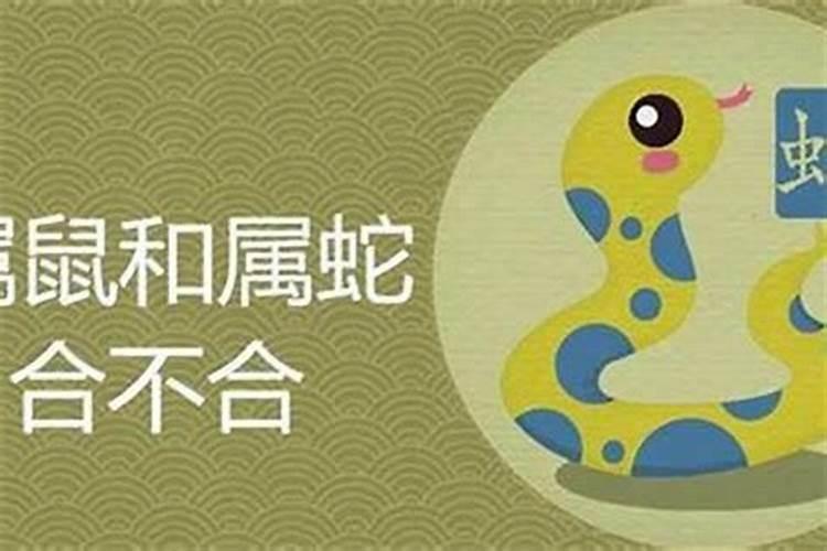 属龙和属鼠的八字合吗？