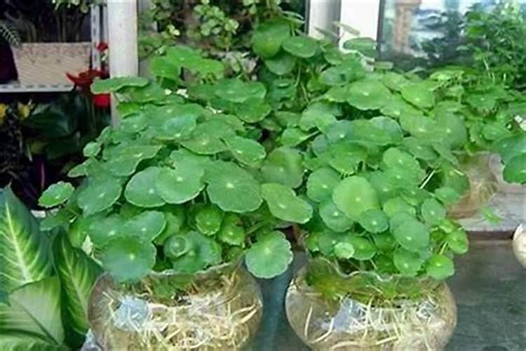 提升好运气的植物有哪些？