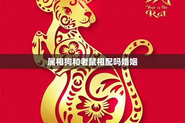 狗和鼠属相是否可以婚配吗？